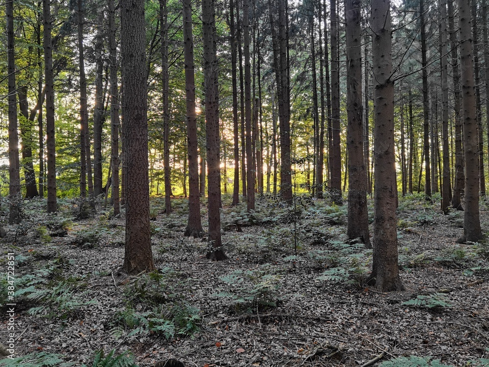 Obraz premium trees in the forest