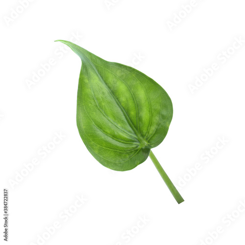 alocasia cucullata leaf isolated on white background , Buddha’s Hand, Chinese Taro, Elephant Ear photo