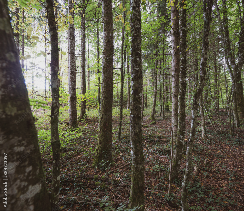 Naklejka premium Wide angle shot of tall trees and foreground trunks and branches in a autumn fall forest covered in fallen leaves on a lush atmospheric day.