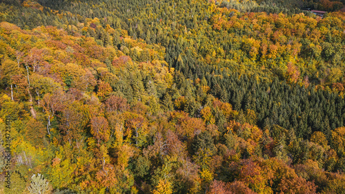 Beautiful aerial photo of lush autumn fall trees with golden orange colors taken in the Swiss alpine mountains.