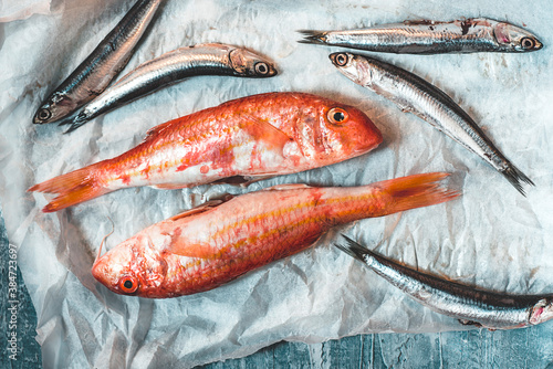 Fresh trill fish (triglia) or red mullet and sardines on paper background photo