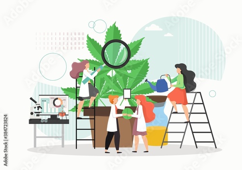 Medical cannabis or marijuana research. People in lab coats growing giant hemp plant in pot, flat vector illustration.