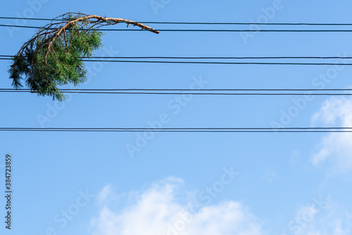 Tree branch caught in power lines.