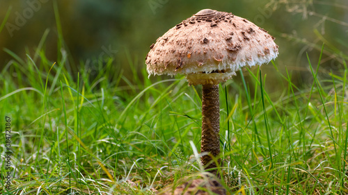 Single large parasol mushrooms (Macrolepiota procera) at the meadow