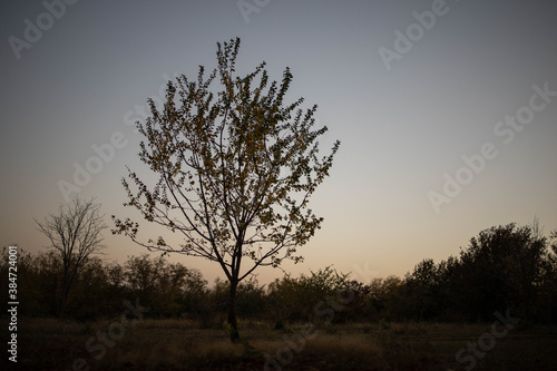 Wallpaper Mural Lonely tree at the edge of the forest at dusk. Beautiful view. Torontodigital.ca