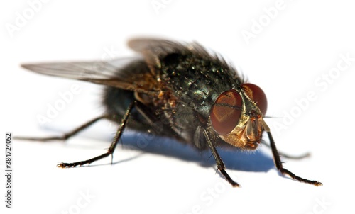 fly isolatet on the white background © Daniel Prudek