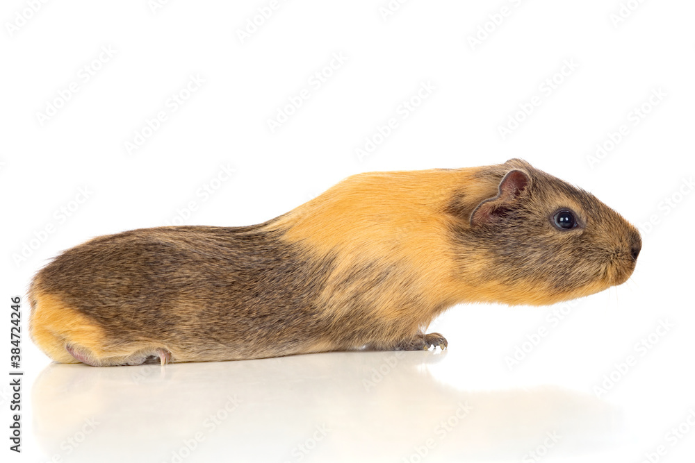 Brown and yellow Guinea Pig Brown and yellow Guinea Pig