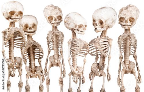 Foto Human medical skeleton