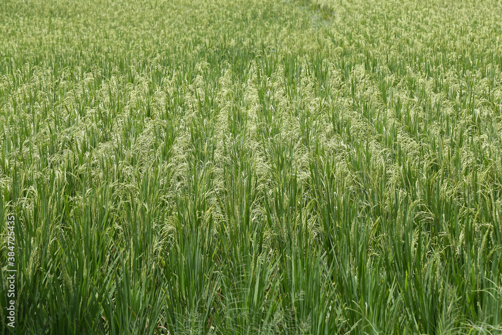 Green Rice Fields, Tropical Country, Pandeglang, Banten, Indonesia 3 Green Rice Fields, Tropical Country, Pandeglang, Banten, Indonesia 3