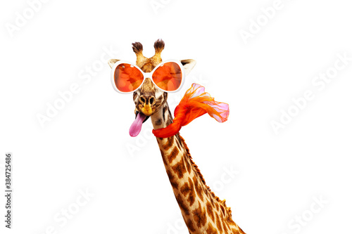 Sticker Funny photo of giraffe in orange sunglasses and scarf isolated on white
