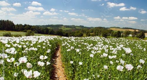 Photography poppy field, opium poppy in latin papaver somniferum