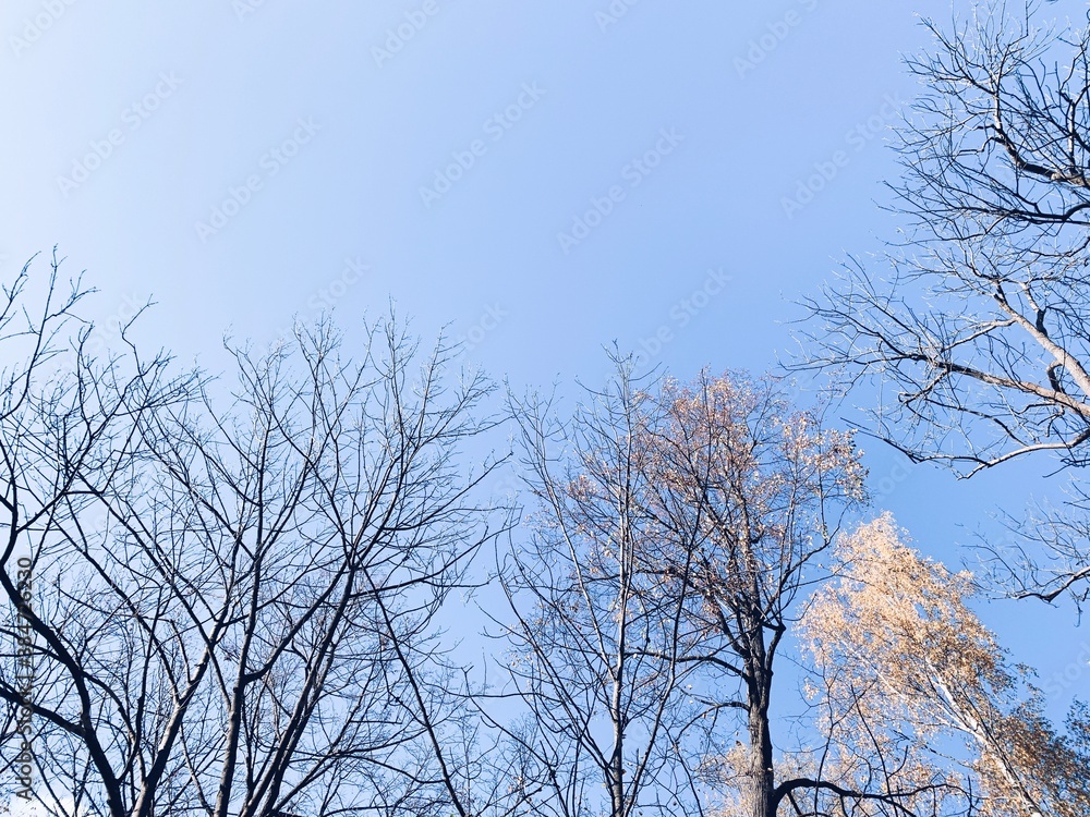 Autumn trees in the clear blue sky background Autumn trees in the clear blue sky background