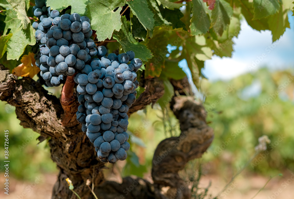 Close up of bunches of ripe blue wine grapes on vine on green leaves and blue sky background, copy space. Grapevine with berries and leaves in sunny day. Plantation of vines. Autumn harvest in Spain. 