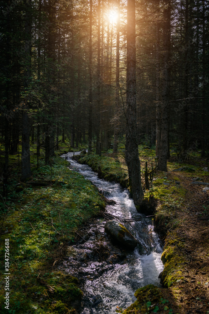 Fototapeta premium Forest landscape in early sunny morning. Dense forest, small stream, banks overgrown with green grass and moss. Picturesque siberian taiga scene.