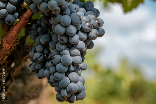 Beautiful bunch of ripe blue wine grapes on vine on blue sky background with copy space. Grapevine with berries and grape leaves in sunny day. Plantation of vines. Autumn harvest in Spain. 
