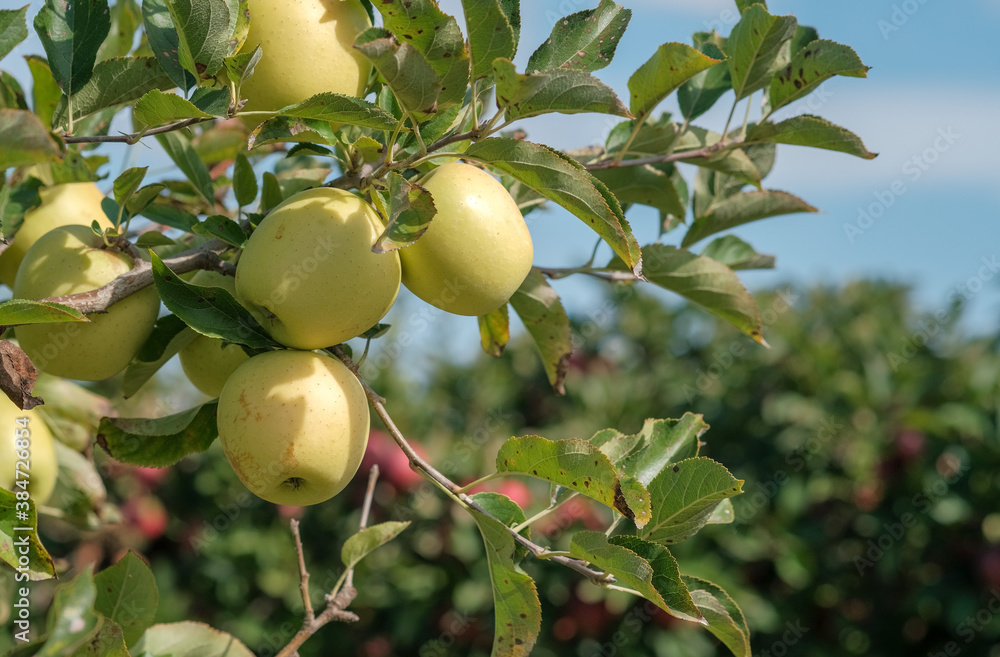 Apple trees with ripe green apples in the garden on the blue sky background. Traditional collecting handmade organic fruit. Ripe fruits in orchard ready for harvesting. Perspective view. Spain Apple trees with ripe green apples in the garden on the blue sky background. Traditional collecting handmade organic fruit. Ripe fruits in orchard ready for harvesting. Perspective view. Spain