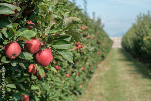 Apple trees with ripe red apples in the garden on the blue sky background. Traditional collecting handmade organic fruit. Ripe fruits in orchard ready for harvesting. Perspective view. Spain