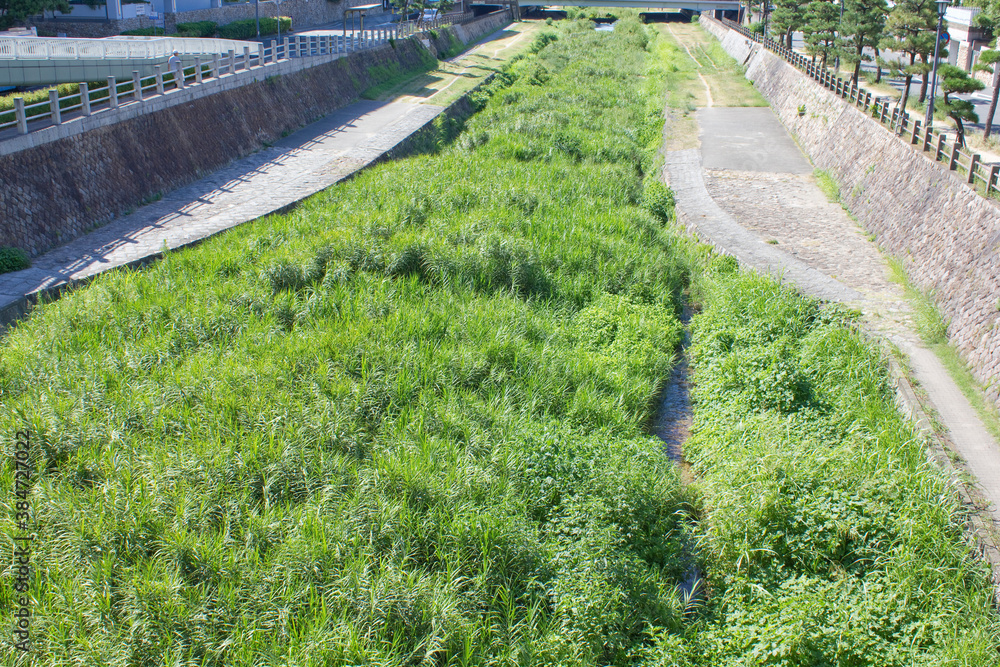 川の雑草 川の雑草