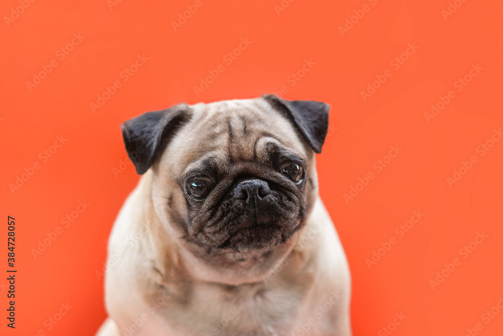 Pug dog portrait on orange background
