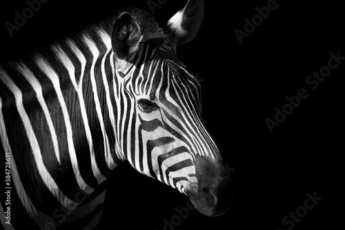 Black and white zebra © denisapro