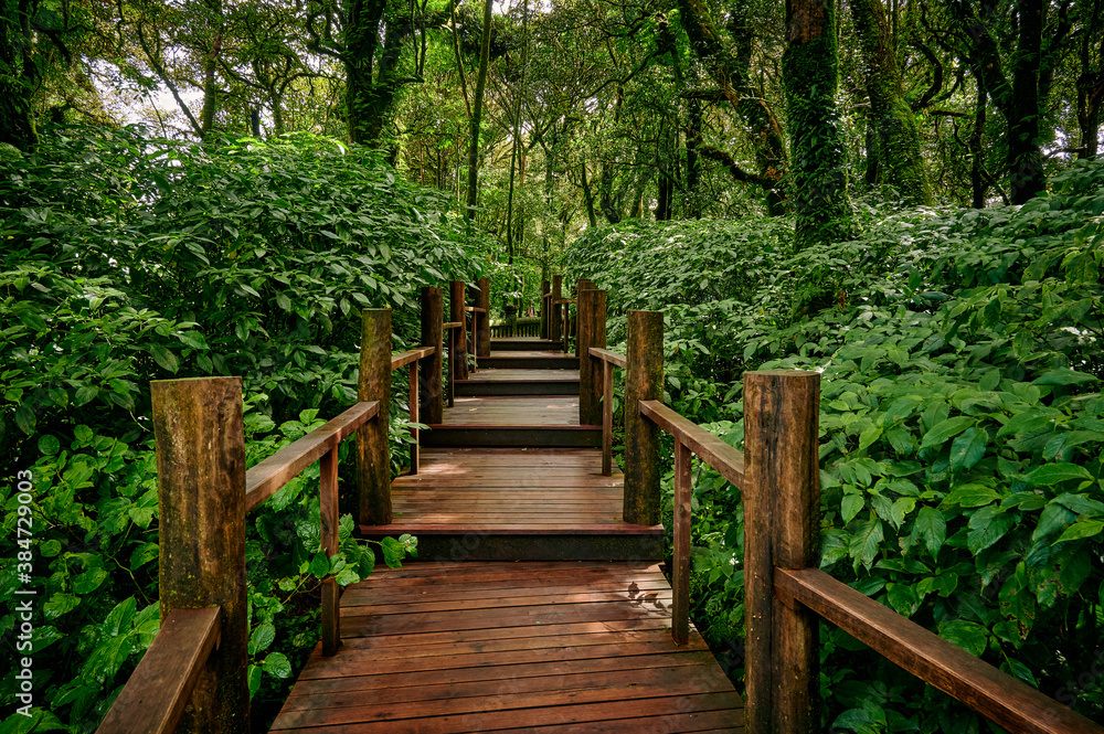 A wooden walkway at Doi Inthanon National Park, Thailand
