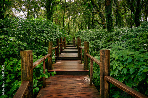 A wooden walkway at Doi Inthanon National Park  Thailand