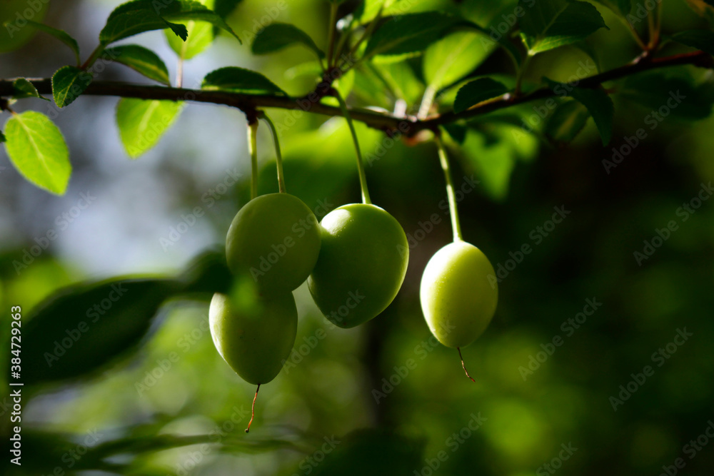 green plums on tree branch