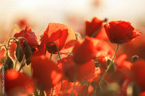  red poppies close-up on a sunset background