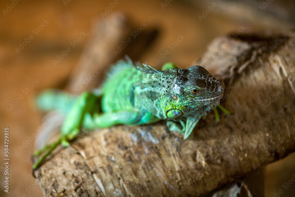 Fototapeta premium Green iguana portrait in the zoo