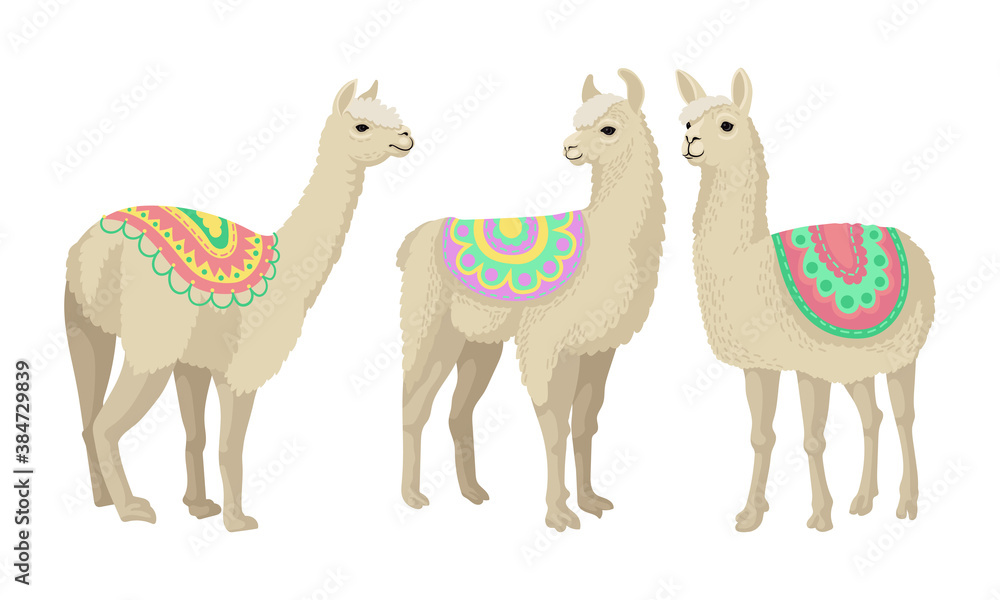 Fototapeta premium White Wooly Llama or Alpaca as Domesticated South American Camelid Vector Set