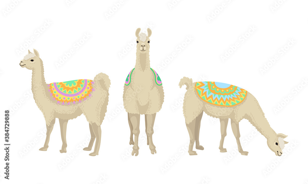 Fototapeta premium White Wooly Llama or Alpaca as Domesticated South American Camelid Vector Set