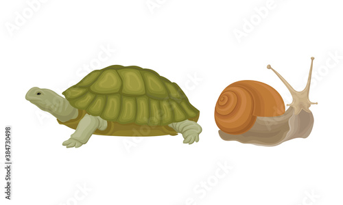 Huge Turtle and Snail as Reptile Vector Set