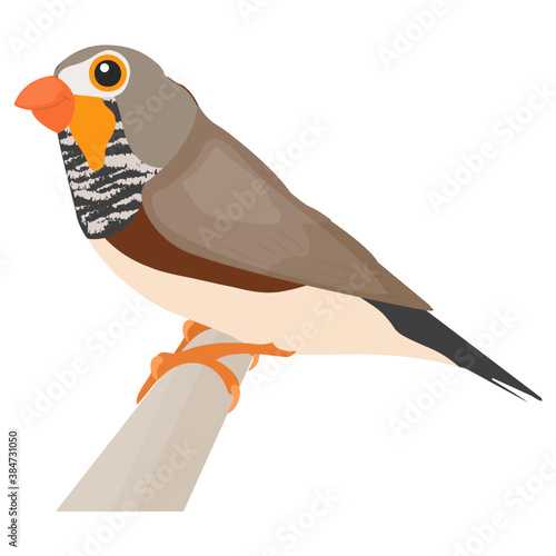 
 Bird having feathers and black beak depicting sparrow 
