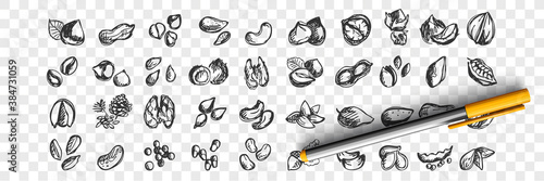 Nuts doodle set. Collection of hand drawn sketche templates patterns of almond cashews macadamia peanuts cedar pistachios hazelnuts walnuts seeds on transparent background. Natural food illustration.