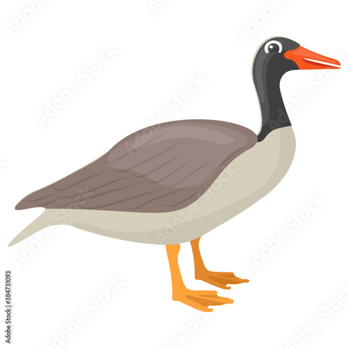 
Canadian goose having red beak is a beautiful bird 
