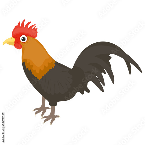 
Famous domestic animal bird in white color and yellow beak, hen
