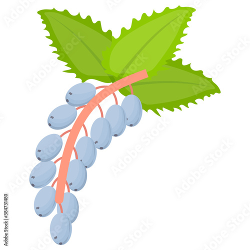 
White mulberry bunch with leaves with tart flavour 

