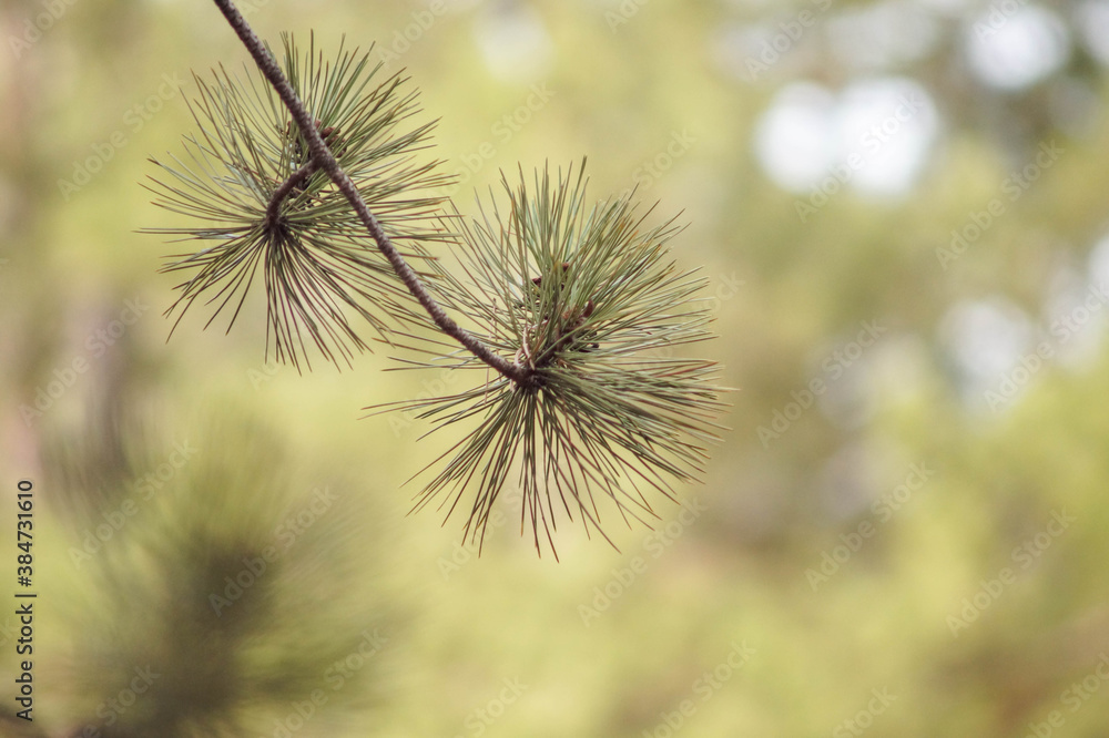 close-up of pine needles, soft focus close-up of pine needles, soft focus