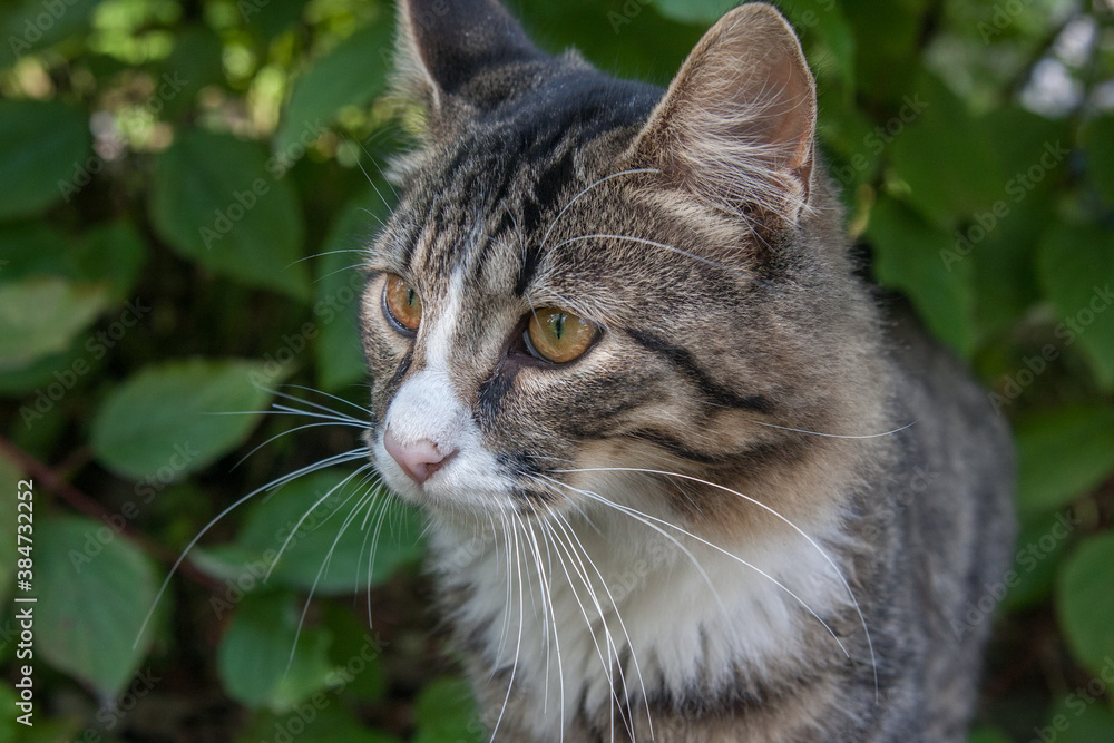 portrait of a cat in the grass