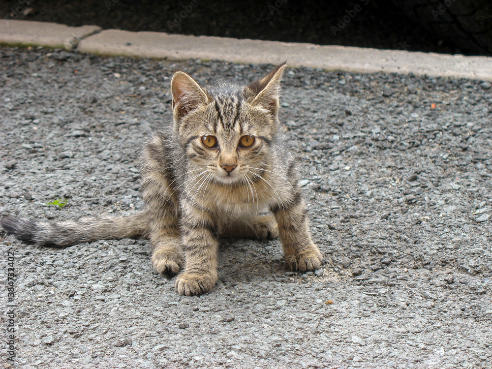 stray striped kitten on the ground stray striped kitten on the ground
