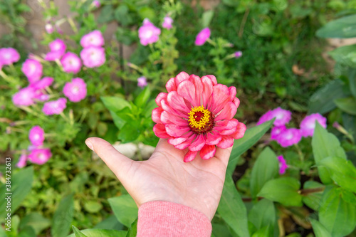 pink flowers zinnia in the summer garden close-up. selective focus