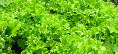 Fresh salad leave in the Organic farm, selective focus, Young bright green lettuce salad growing.