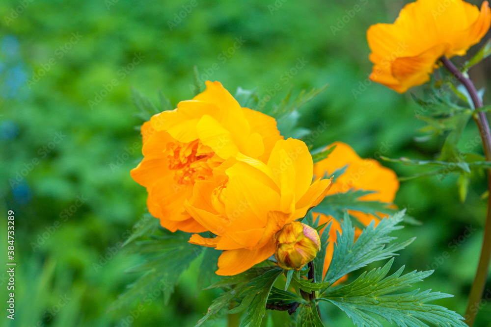 Spring forest bright orange flower of Trollius asiaticus Spring forest bright orange flower of Trollius asiaticus