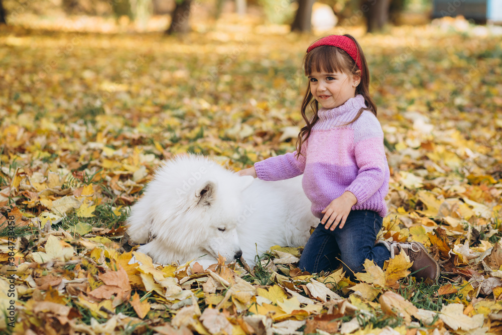 Happy little girl walks with a white Samoyed dog in the autumn park Happy little girl walks with a white Samoyed dog in the autumn park