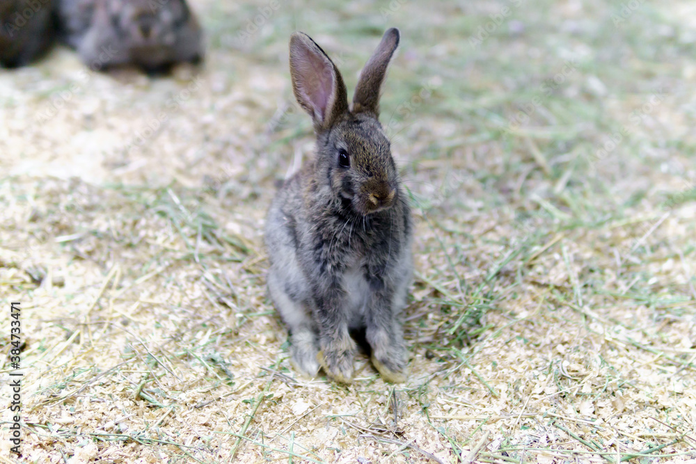 Fototapeta premium little rabbit. Easter dwarf decorative fluffy rabbit. Symbol of Easter.