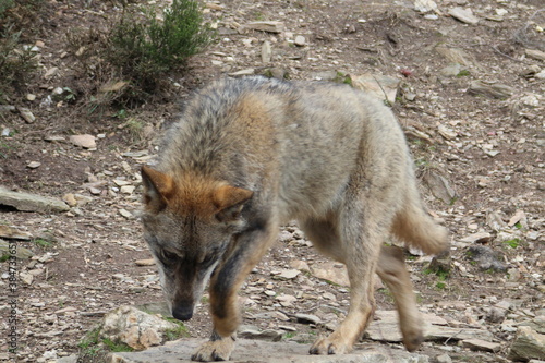 iberian  animal  wild  europe  spain  gray  carnivore  nature  mammal  fauna  forest  wolf  lupus  grey  spanish  