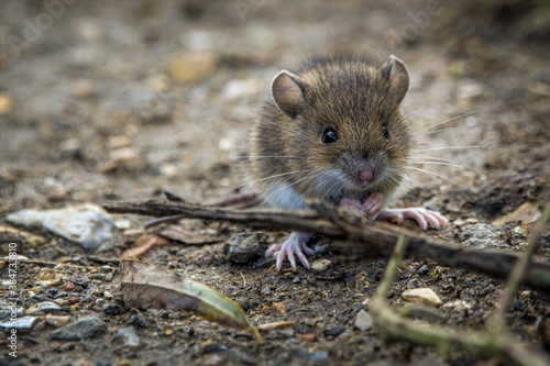 Friendly field mouse