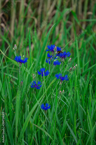 Blue wild cornflowers at the edge of the field.