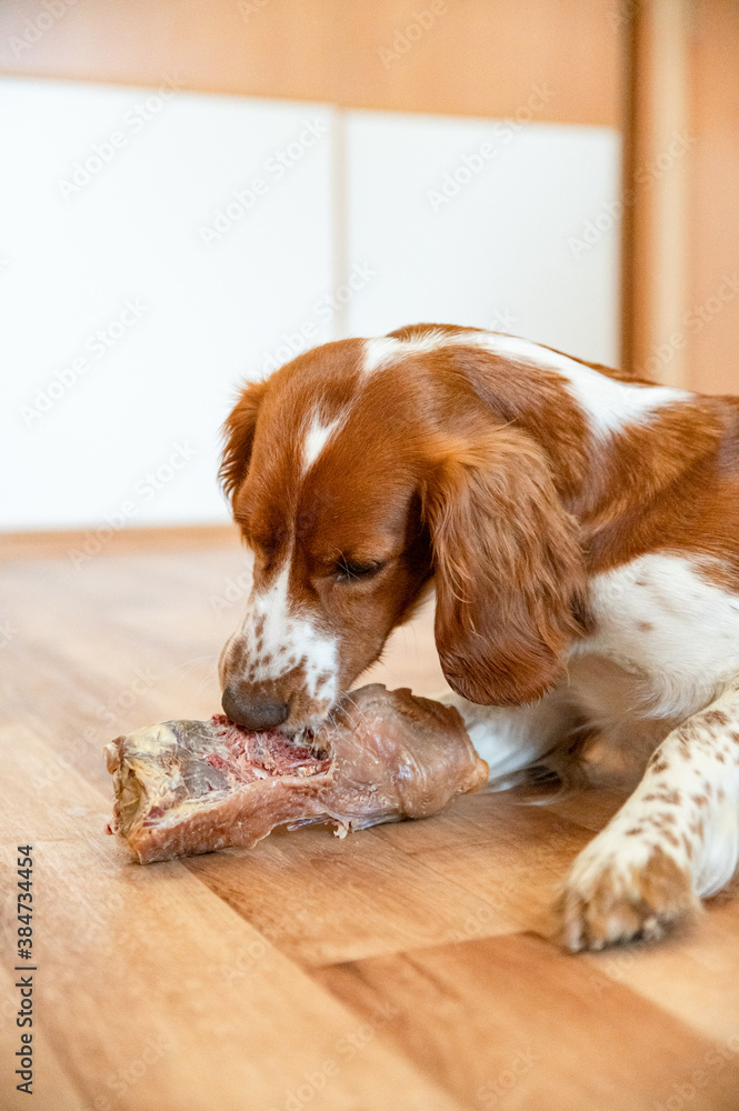 Cute dog welsh springer spaniel eats raw bone barf.