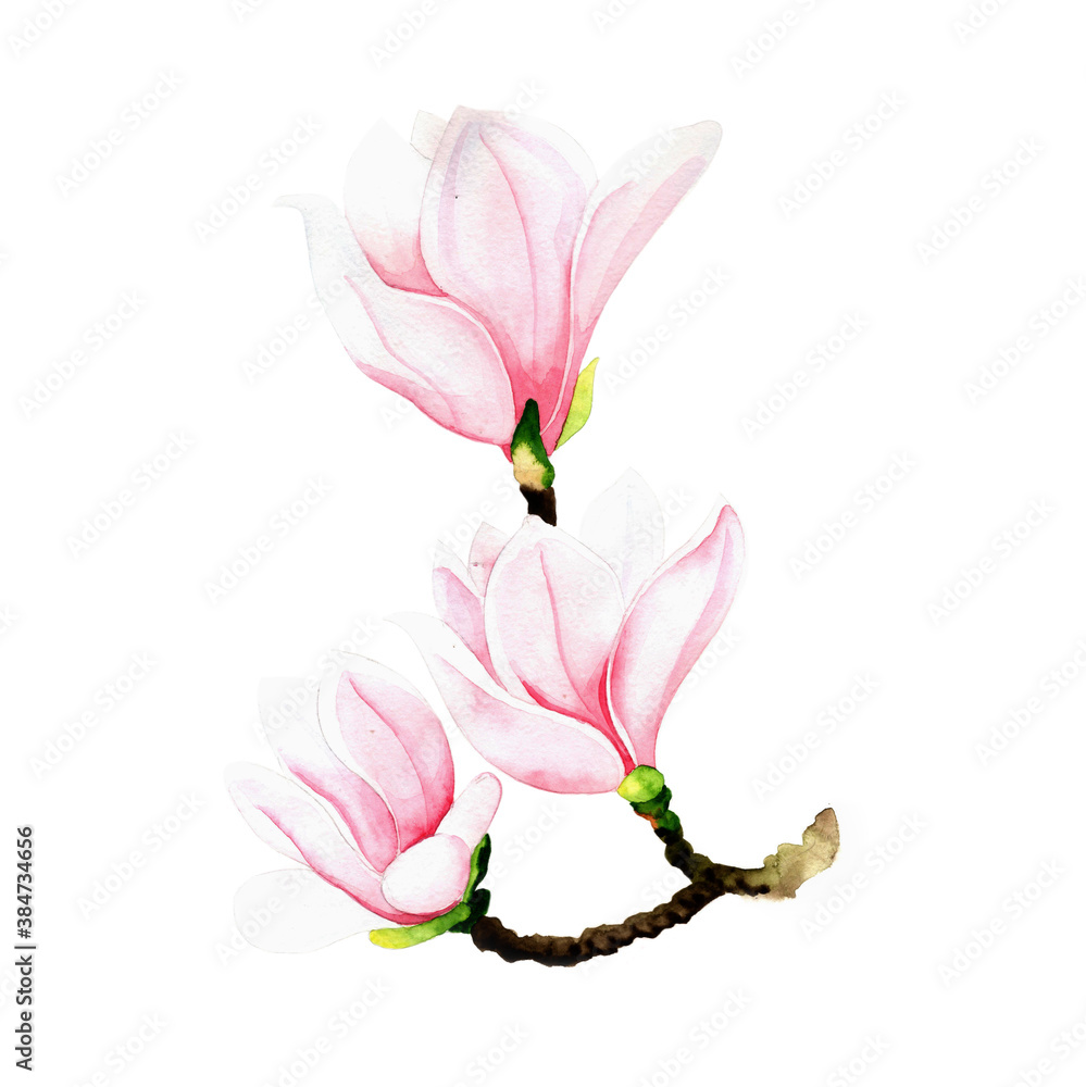 Magnolia-spring-flower Magnolia-spring-flower